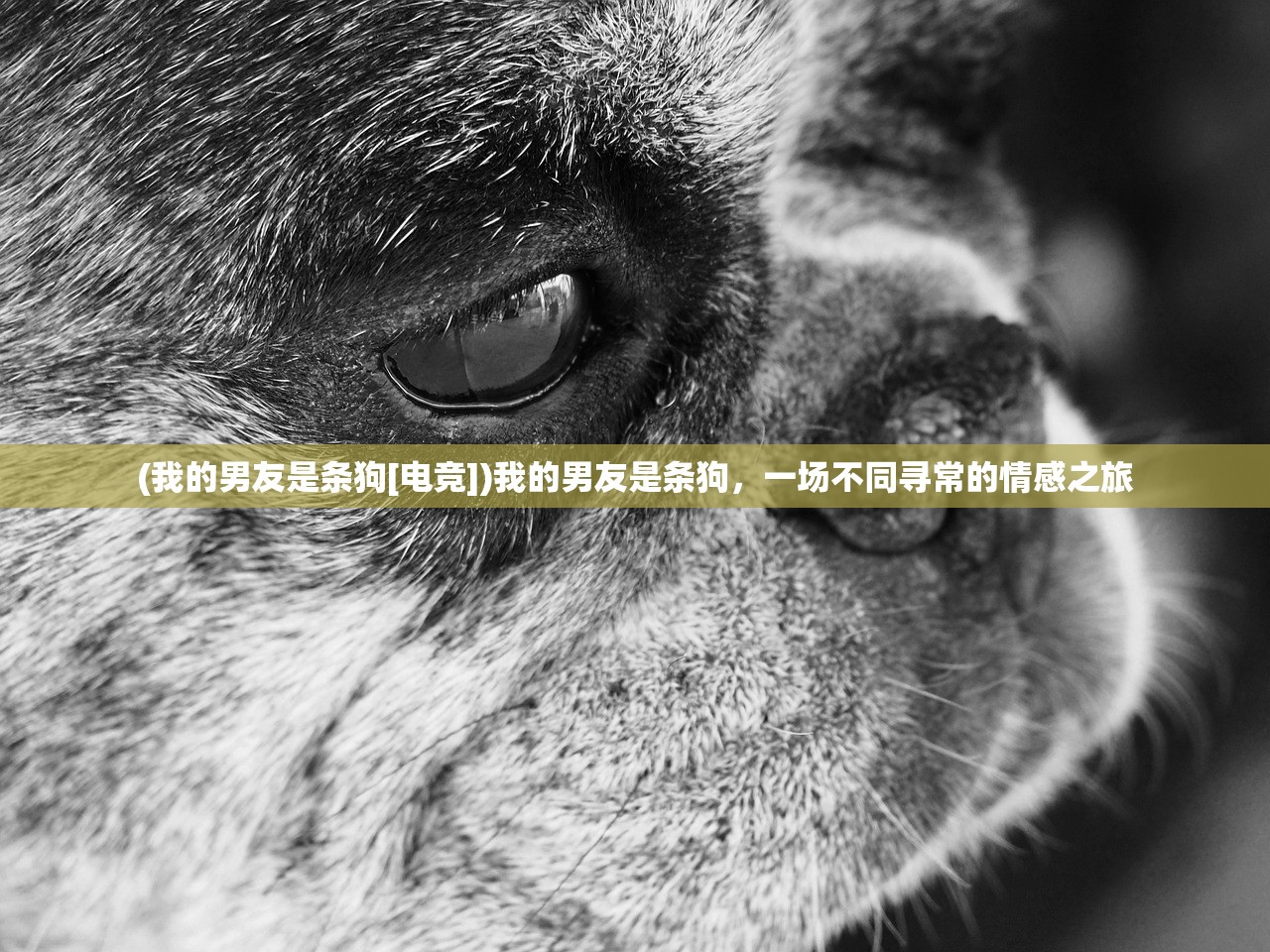 (我的男友是条狗[电竞])我的男友是条狗，一场不同寻常的情感之旅
