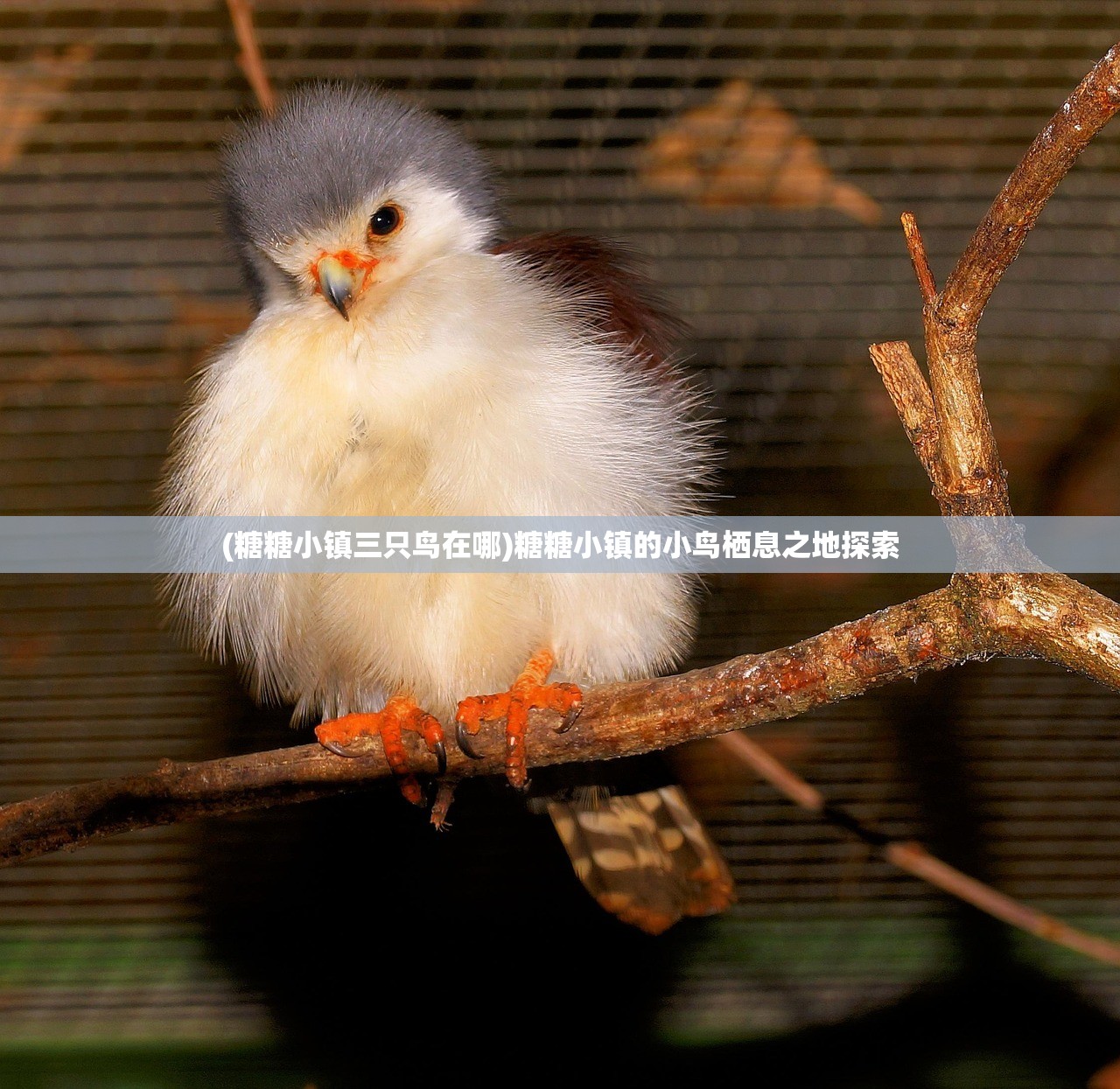 (糖糖小镇三只鸟在哪)糖糖小镇的小鸟栖息之地探索