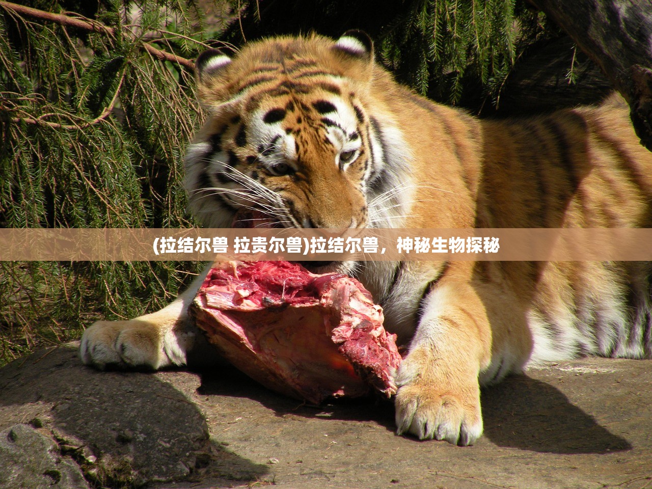 (拉结尔兽 拉贵尔兽)拉结尔兽，神秘生物探秘