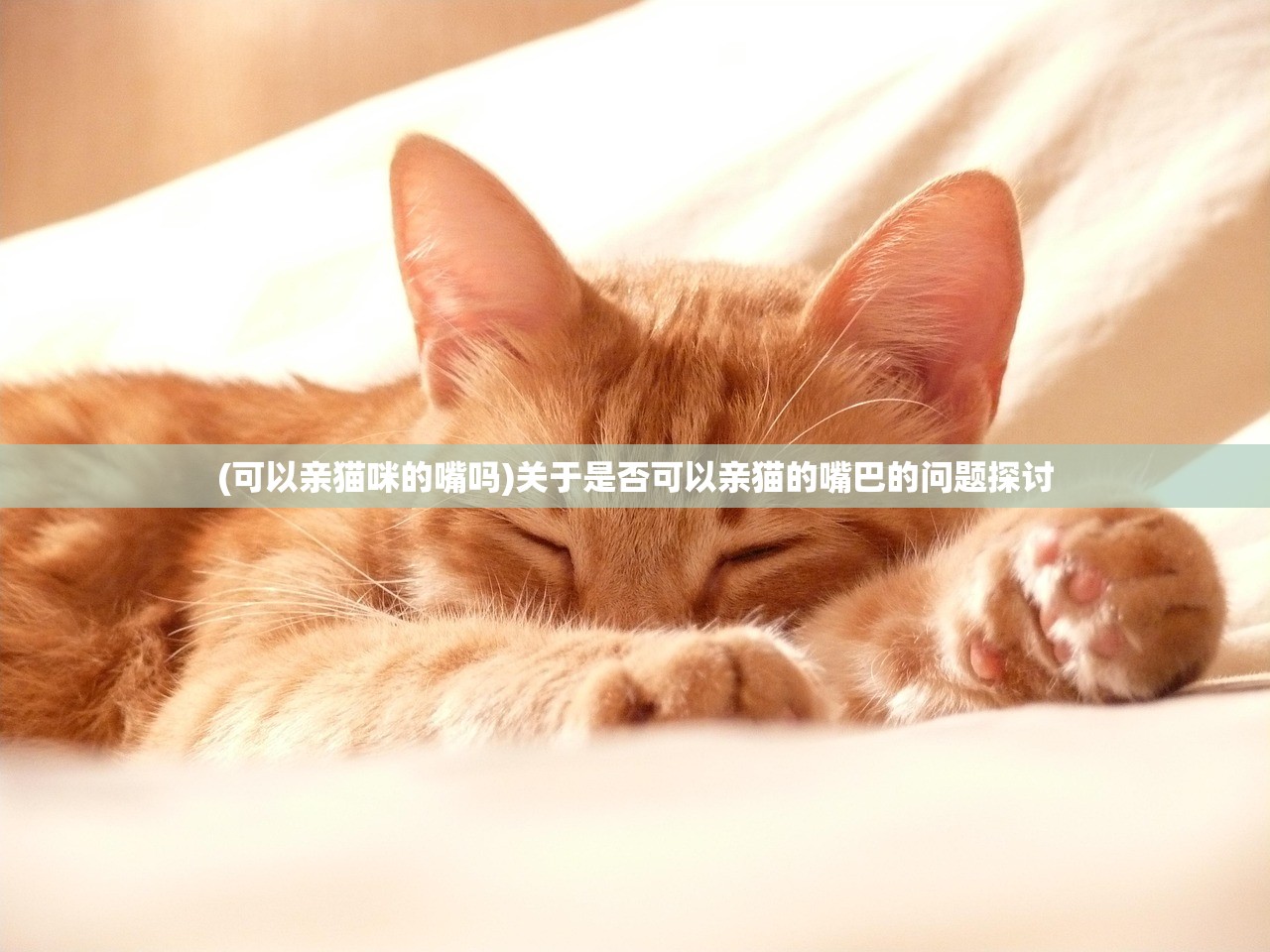 (可以亲猫咪的嘴吗)关于是否可以亲猫的嘴巴的问题探讨